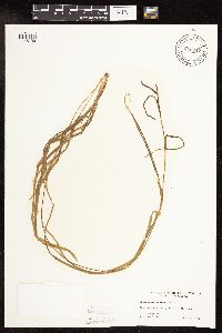 Sparganium natans image