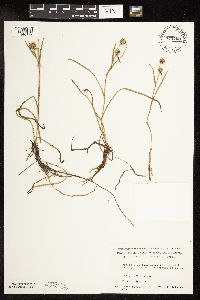 Sparganium natans image