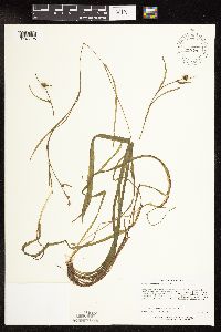 Sparganium natans image