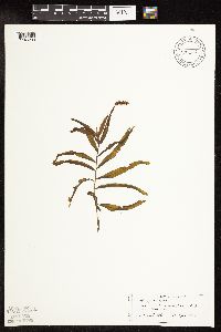 Potamogeton alpinus image