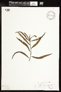 Potamogeton alpinus image