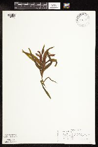 Potamogeton alpinus image