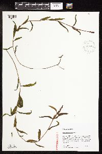 Potamogeton alpinus image