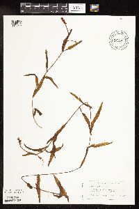 Potamogeton alpinus image