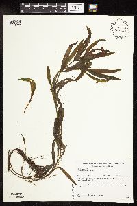 Potamogeton alpinus image