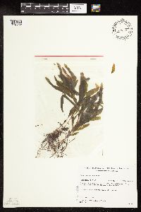 Potamogeton alpinus image