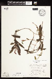 Potamogeton alpinus image