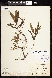 Potamogeton alpinus image