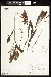 Potamogeton alpinus image