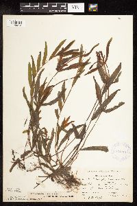 Potamogeton alpinus image