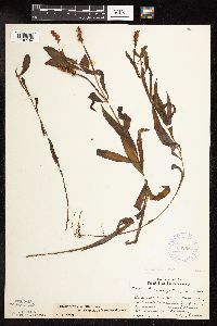 Potamogeton alpinus image