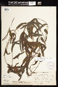 Potamogeton alpinus image