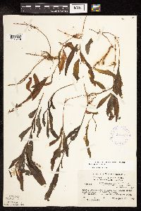 Potamogeton alpinus image