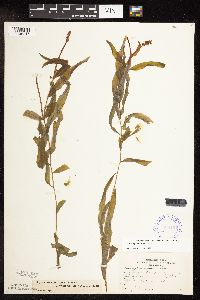Potamogeton alpinus image