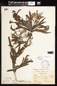 Potamogeton alpinus image