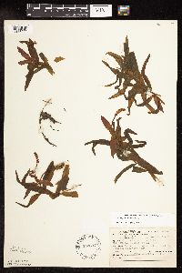 Potamogeton alpinus image