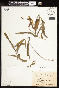 Potamogeton alpinus image