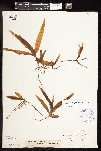 Potamogeton alpinus image