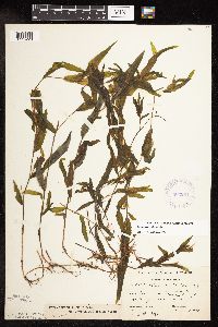 Potamogeton alpinus image