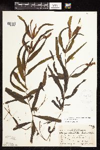 Potamogeton alpinus image