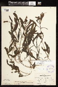 Potamogeton alpinus image