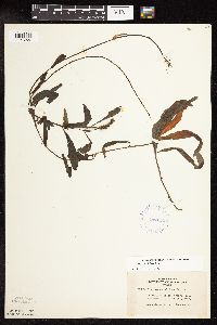 Potamogeton alpinus image