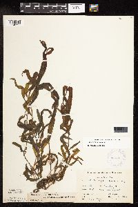 Potamogeton alpinus image