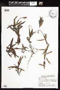 Potamogeton alpinus image