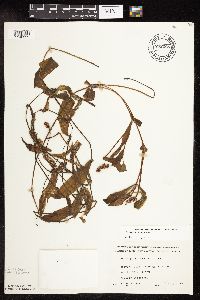 Potamogeton alpinus image