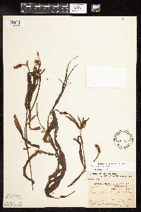 Potamogeton alpinus image