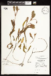 Potamogeton alpinus image