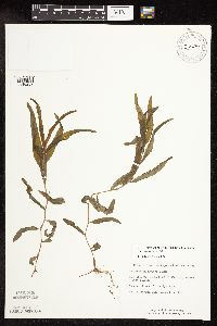 Potamogeton alpinus image