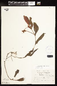 Potamogeton alpinus image