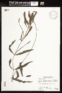 Potamogeton alpinus image