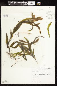 Potamogeton alpinus image