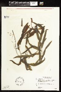 Potamogeton alpinus image