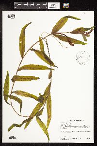 Potamogeton alpinus image