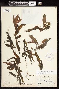 Potamogeton alpinus image