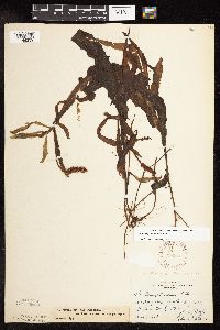 Potamogeton alpinus image