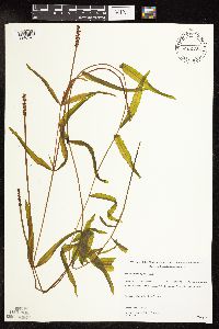 Potamogeton alpinus image