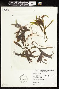 Potamogeton alpinus image