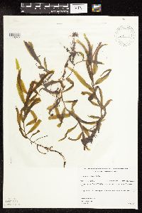 Potamogeton alpinus image