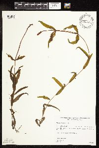 Potamogeton alpinus image
