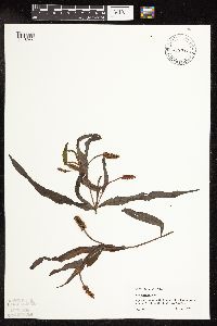 Potamogeton alpinus image