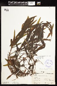Potamogeton alpinus image