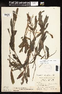 Potamogeton alpinus image