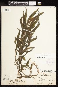 Potamogeton alpinus image