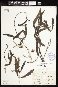 Potamogeton alpinus image