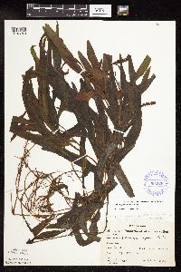 Potamogeton alpinus image