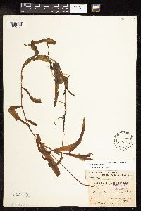 Potamogeton alpinus image